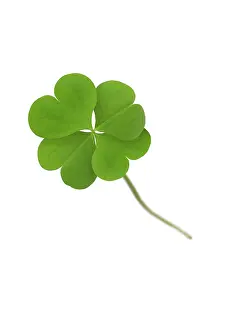 Composition: Green Four Leaf Clover - with white background