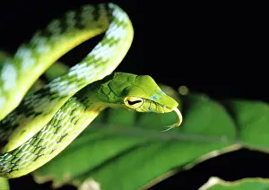 Sarawak: Green Leaf Snake