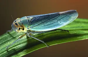 Leafhopper: Green Leafhopper
