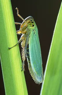 Leafhopper: Green Leafhopper