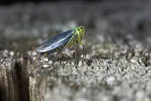 Leafhopper: Green Leafhopper