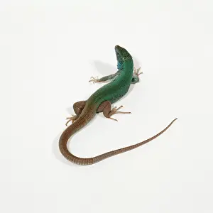 Muralis: Green LIZARD