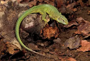 Lacerta: Green lizard