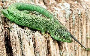 Lizards: GREEN LIZARD