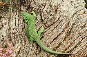 Lizards: GREEN LIZARD