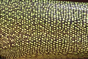 Lizards: GREEN LIZARD - C/U SKIN