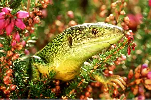 Lizards: GREEN LIZARD - Close up of head