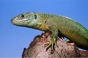 Lizards: GREEN LIZARD - PORTRAIT