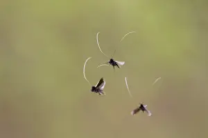 Amen: Green Longhorn