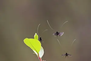Amen: Green Longhorn