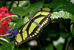 Longwing: Green Longwing Butterfly
