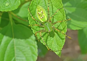 Cryptic: Green Lynx Spider