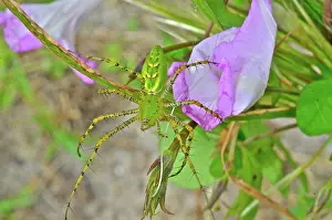 Viridans: Green Lynx Spider