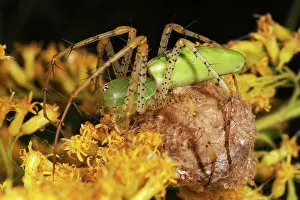 Lynx: Green Lynx Spider