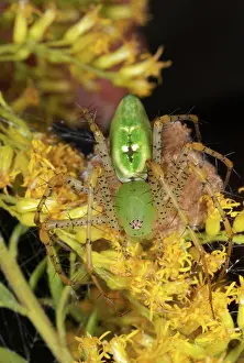 Lynx: Green Lynx Spider