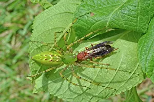 Capturing: Green Lynx Spider with prey