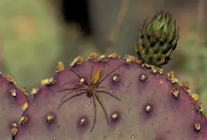 Viridans: Green Lynx Spider - On prickly pear
