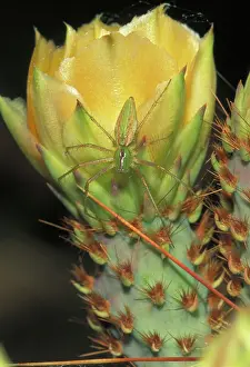 Viridans: Green Lynx Spider - on prickly pear