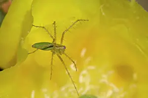 Attracted: Green Lynx Spider - on prickly pear blossom, awaiting