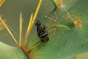 Viridans: Green Lynx Spider - On prickly pear with captive prey