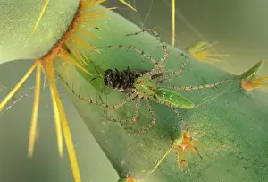 Viridans: Green Lynx Spider - On prickly pear with captive prey