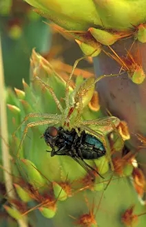 Viridans: Green Lynx Spider - on prickly pear eating insect