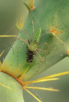 Viridans: Green Lynx Spider - On prickly pear with prey