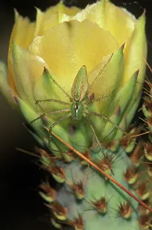 Viridans: Green Lynx Spider (Puecetia viridans) - On prickly pear blos