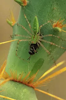 Pear: Green Lynx Spider (Puecetia viridans) - On prickly pear- Tex