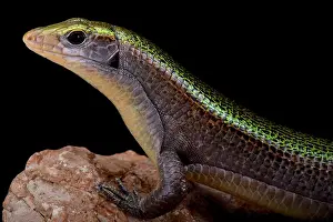 Girdled: Green Madagascar girdled lizard (Zonosaurus haraldmeieri)