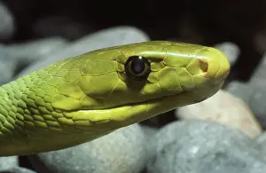Mamba: Green Mamba