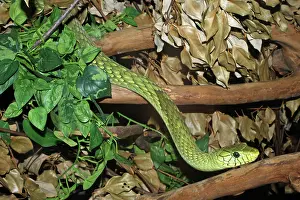 Mamba: Green Mamba