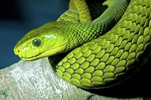 Mamba: Green Mamba