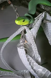 Mamba: Green Mamba with shed skin