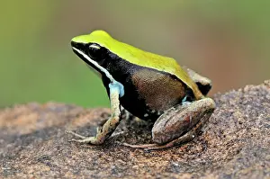 Mantella: Green Mantella