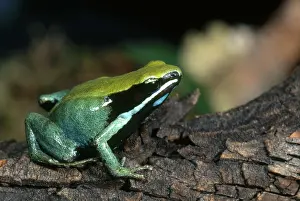 Mantella: Green Mantella