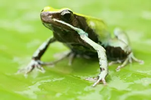 Lurch: Green Mantella