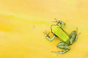 Lurch: Green Mantella