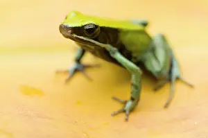 Lurch: Green Mantella