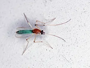 Biting: Green Midge