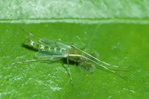 Midges: Green Midge Green Midge on leaf Klungkung Bali Indones