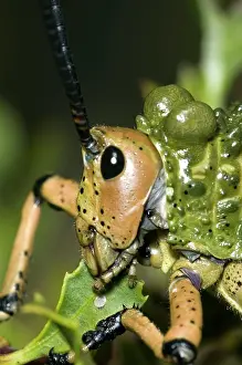 Mouthparts: Green Mikweed locust close-up, showing mouthparts
