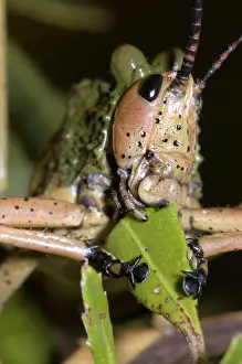 Mouthparts: Green Mikweed locust close-up, showing mouthparts