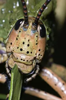 Mouthparts: Green Milkweed locust close-up, showing mouthparts