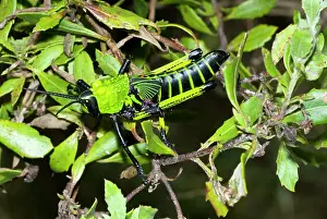 Viridipes: Green Milkweed locust nymph, showing warning colours