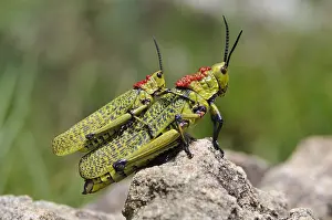 Locust: Green Milkweed Locust (Phymateus viridipes) cop