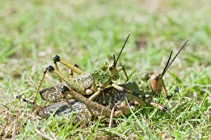 Viridipes: Green Milkweed Locusts / African Bush Grasshopper - mating