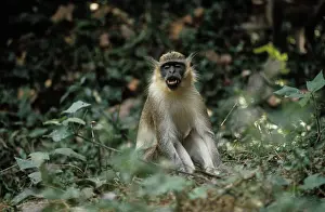 Chlorocebus: Green Monkey