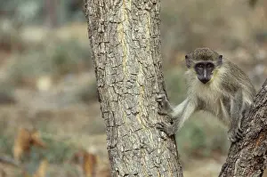 Chlorocebus: Green Monkey
