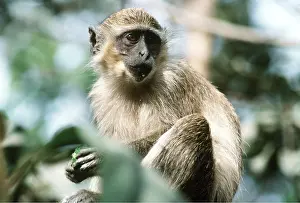 Dawn Starin: GREEN MONKEY